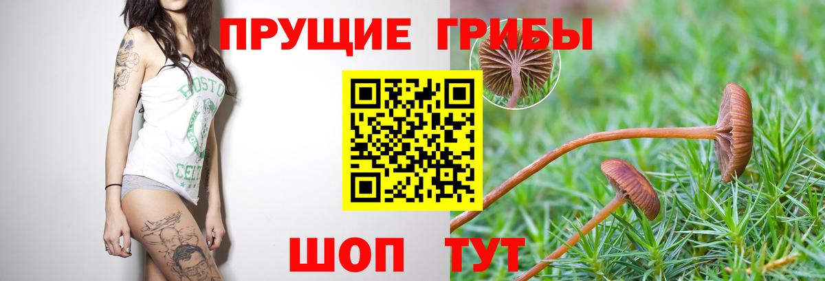 Благодарный  Галлюциногенные грибы Cubensis  Вход с VPN 
